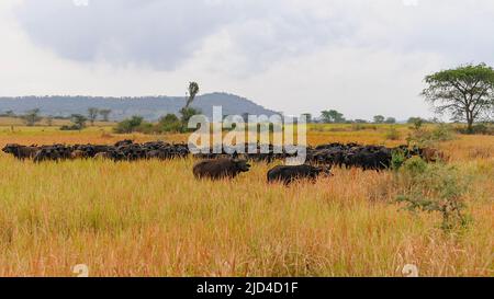 Les buffles africains dans les hautes herbes de la savane dans le Parc national Queen Elizabeth, en Ouganda. Banque D'Images