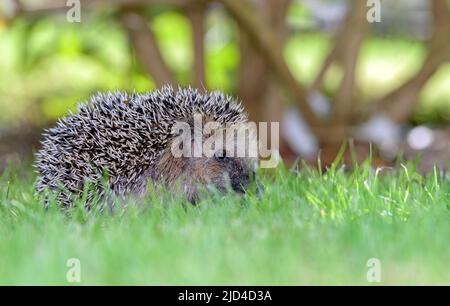 Hérisson d'Europe occidentale (erinaceus europaeus) du sud-ouest de la Norvège. Banque D'Images