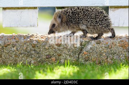 Hérisson d'Europe occidentale (erinaceus europaeus) du sud-ouest de la Norvège. Banque D'Images