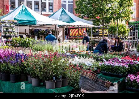 Epsom Surrey, Londres, 11 juin 2022, négociant de marché vendant des plantes et des fleurs Banque D'Images