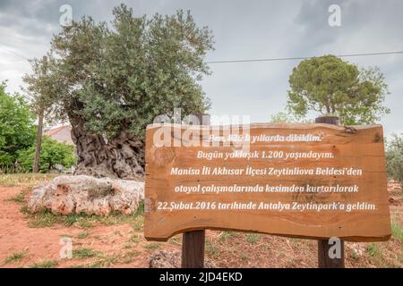 15 mai 2022, Antalya Zeytin Park, Turquie: Légende sur une pancarte en turc - Olive Tree de 1200 ans, déplacé ici d'une autre place dans la province Banque D'Images