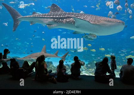 Des gens qui regardent un grand requin-baleine (Rhincodon typus) exposé à l'Aquarium de Géorgie, Atlanta, États-Unis en avril 2009. Banque D'Images