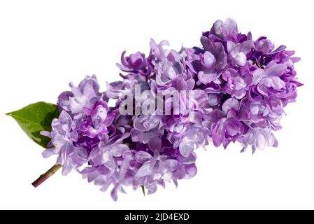 branche de fleurs de lilas terry isolées sur fond blanc Banque D'Images