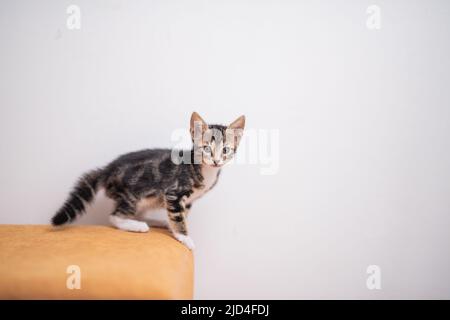 Tabby chaton avec queue à peluchons portrait effrayé Banque D'Images