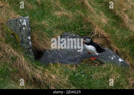 Atlantic Puffin approche de son trou de nidification sur l'île de Runde, sur la côte ouest de la Norvège, dans la mer de Norvège. Banque D'Images