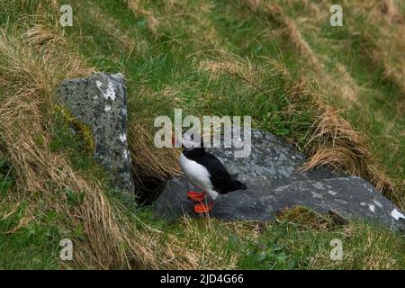 Atlantic Puffin approche de son trou de nidification sur l'île de Runde, sur la côte ouest de la Norvège, dans la mer de Norvège. Banque D'Images