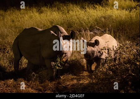 Rhinocéros noir avec veau la nuit dans le parc national d'Etosha en Namibie en Afrique Banque D'Images