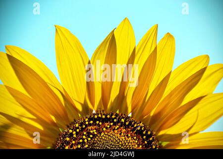 Tournesol gros plan dans un champ par un jour d'été contre un ciel bleu Banque D'Images