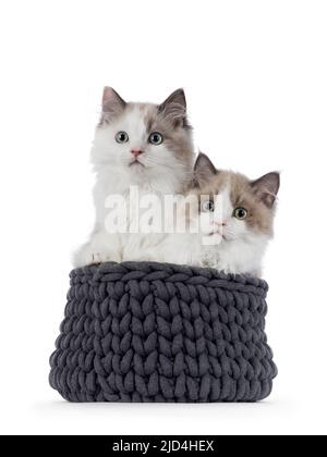 Deux chaton chat Ragdoll vison mignon, assis ensemble dans le baquet tricoté. Regardant vers la caméra avec les yeux verdâtres aqua. Isolé sur fond blanc Banque D'Images