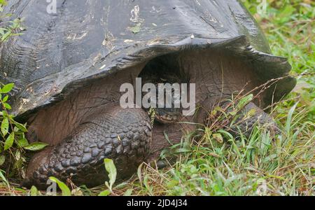 Tortue géante (Chelonodis nigra porteri) de Santa Cruz, Galapagos. Banque D'Images