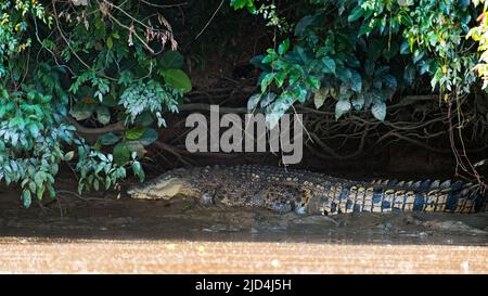 Grand crocodile d'eau salée (Crocodylus porosus) sur les rives de la rivière Kinabatangan, Sabah, Bornéo. Banque D'Images