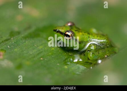 La grenouille Pandanus (Guibemantis pulcher) d'Andasibe, Madagascar. Banque D'Images