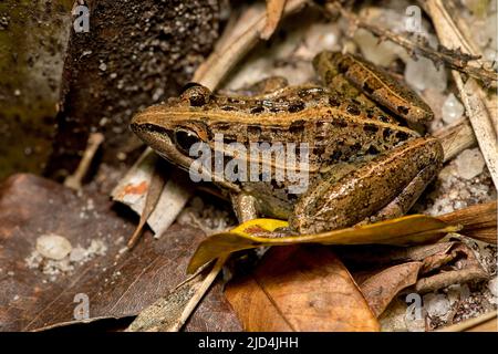 La grenouille striée de Mascarene (Ptychadena mascareniensis) de l'est de Madagascar. Banque D'Images