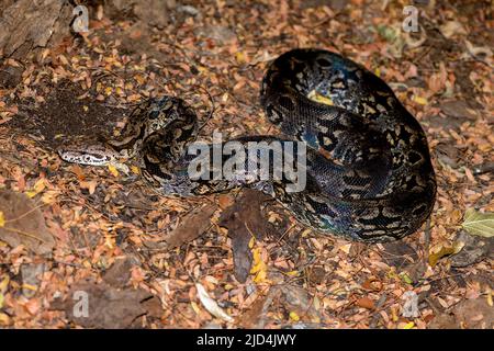 Le boa terre de Dumerli (Acrantophis dumerili) du fond forestier de Berenty, au sud de Madagascar. Banque D'Images