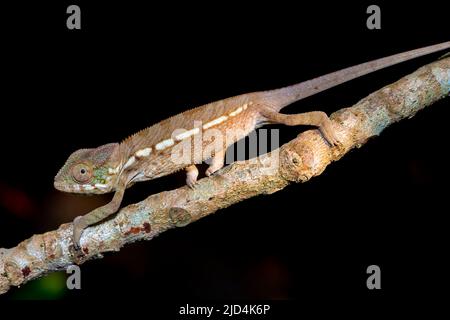 Panther caméléon (Furcifer pardalis) de Palmarium, dans l'est de Madagascar. Banque D'Images