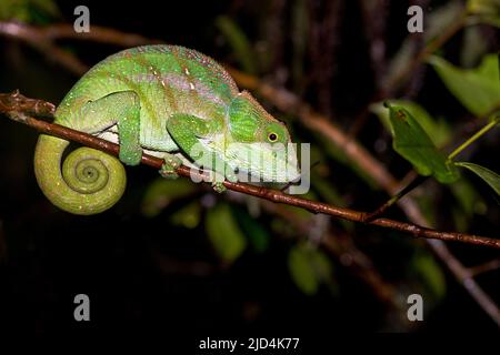 Le caméléon d'O'Shaughnessy (Calumma oshaughnessyi, femelle) de Ranomafana NP, à l'est de Madagascar. Banque D'Images