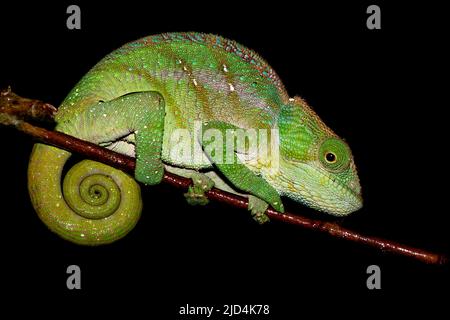 Le caméléon d'O'Shaughnessy (Calumma oshaughnessyi, femelle) de Ranomafana NP, à l'est de Madagascar. Banque D'Images