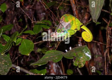 Le caméléon d'O'Shaughnessy (Calumma oshaughnessyi, homme) de Ranomafana NP, à l'est de Madagascar. Banque D'Images