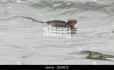 Iguana marine (Amblyrhynchus cristatus) nageant à Puerto Egas (baie James), île de Santiago, Galapagos. Banque D'Images