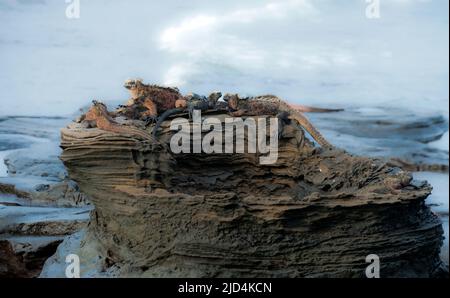 Groupe d'iguanes marins (Amblyrhynchus cristatus) se prélassant au sommet d'un pilier de lave à la baie James (Puerto Egas), île Santiago, Galapagos. Banque D'Images