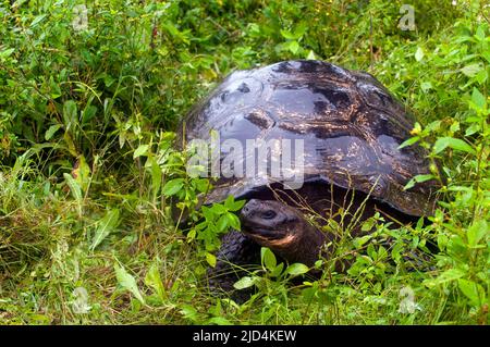 Tortue géante (Chelonodis nigra porteri) de Santa Cruz, Galapagos. Banque D'Images