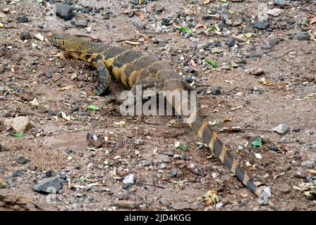 Surveillance du Nil (Varanus niloticus) du lac Manyara, Tanzanie. Banque D'Images