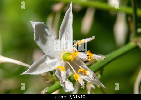 Sydney Australie, arthropodium cirratum ou nénuphar endémique en Nouvelle-Zélande Banque D'Images