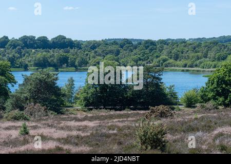 Vue sur Frensham Great Pond, Surrey, Angleterre, Royaume-Uni, depuis Kings Ridge sur Frensham Common pendant l'été Banque D'Images