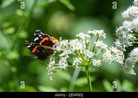 Papillon amiral rouge, Vanessa atalanta, nectaring sur les fleurs de persil de vache en juin, Angleterre, Royaume-Uni Banque D'Images