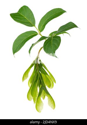 Branche d'érable à feuilles d'Ashleaf isolée sur fond blanc. Feuilles et graines d'érable Acer negundo Banque D'Images
