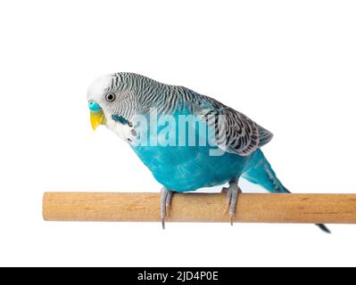 Coopgie bleue isolée sur fond blanc. Budgeriguars oiseau ou perroquet ondulé Banque D'Images