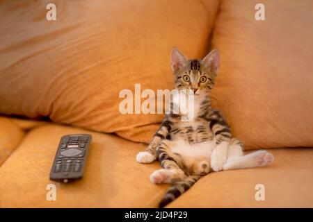 Drôle chaton assis comme l'homme à côté d'une télécommande, regardant comme si regarder la télévision Banque D'Images