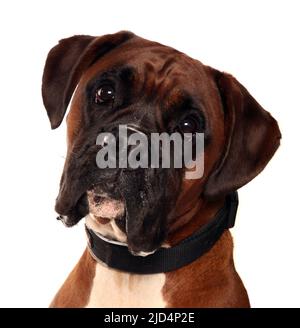 Portrait de chien boxer isolé sur un fond blanc Banque D'Images