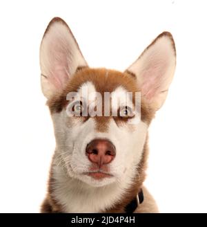 Chien husky sibérien isolé sur un fond blanc Banque D'Images