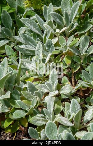 Sydney Australie, feuilles d'argent floues de stachys byzantina connues sous le nom d'oreille d'agneau ou d'hédgenettle laineux Banque D'Images