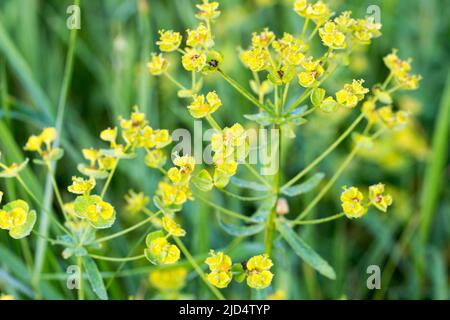 Euphorbia cyparissias, cyprès spheuge fleurs jaunes gros plan sélectif foyer Banque D'Images