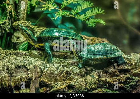 deux tortues s'assoient sur une branche Banque D'Images