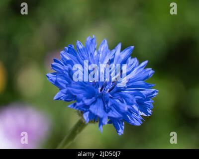 La fleur de maïs bleu sauvage avec le nom latin Centaurea cyanus Banque D'Images