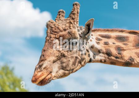 Photo de Giraffe au zoo Banque D'Images
