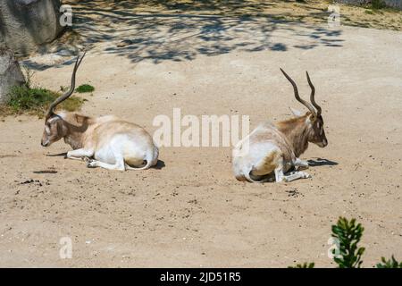 Vue sur Addax, également connu sous le nom d'antilopes blancs manger et se reposer Banque D'Images