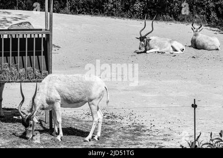 Vue sur Addax, également connu sous le nom d'antilopes blancs manger et se reposer en noir et blanc Banque D'Images