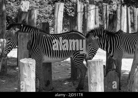 Vue sur deux magnifiques zèbres en noir et blanc Banque D'Images