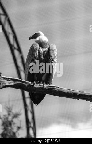 Un vautour assis sur un arbre en noir et blanc Banque D'Images