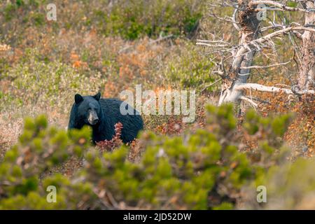 Ours noir américain qui se promènaient dans les buissons du parc national des Glaciers, Montana, États-Unis. Belle Ursus americanus dans son habitat naturel en américain Banque D'Images