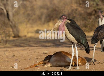 Marabout Stork (Leptoptilos crumeniferus) avec grand sac de gorge utilisé dans la cour Banque D'Images