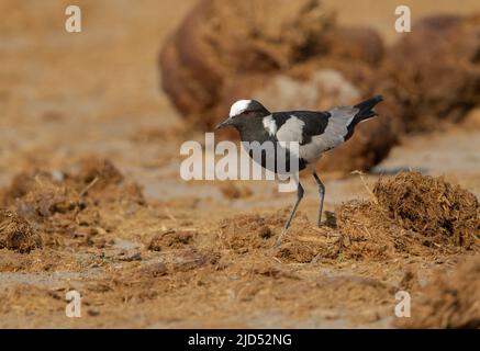 Blacksmith sociable (Vanellus armatus) Banque D'Images