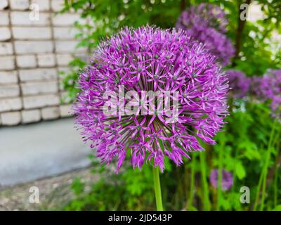Noeud décoratif fleur mauve, gros plan. La fleur sphérique d'allium peut atteindre jusqu'à 15 centimètres de diamètre. Le concept de conception de paysage Banque D'Images