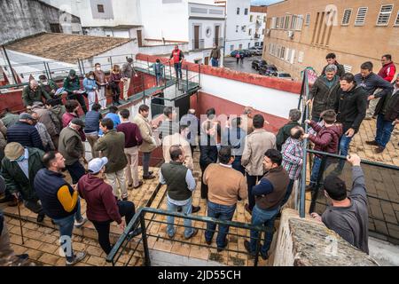 Corrida à Cantillana, Espagne Banque D'Images