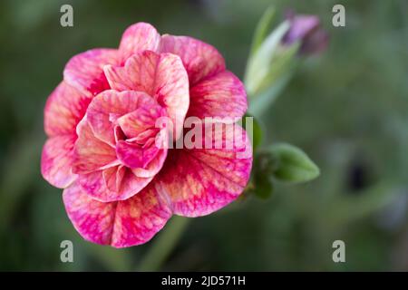 Macro de la fleur de plusieurs millions de Bells ou Calibrachoa dans un jardin de printemps. Mini pétunias. Faible profondeur de champ Banque D'Images