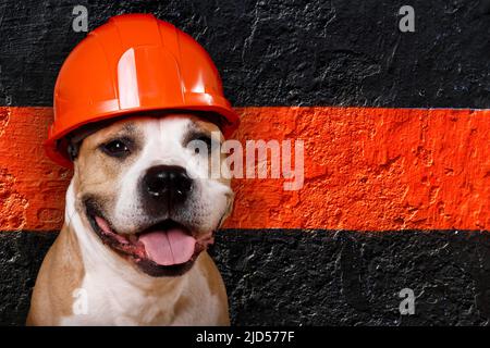 pit chien taureau dans un casque de construction sur le fond d'un mur de pierre Banque D'Images